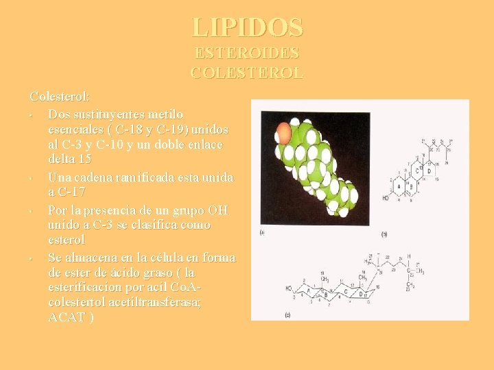 LIPIDOS ESTEROIDES COLESTEROL Colesterol: • Dos sustituyentes metilo esenciales ( C-18 y C-19) unidos
