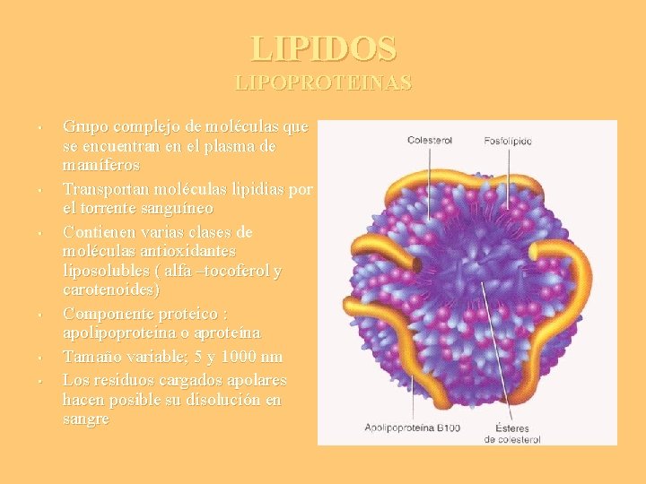 LIPIDOS LIPOPROTEINAS • • • Grupo complejo de moléculas que se encuentran en el