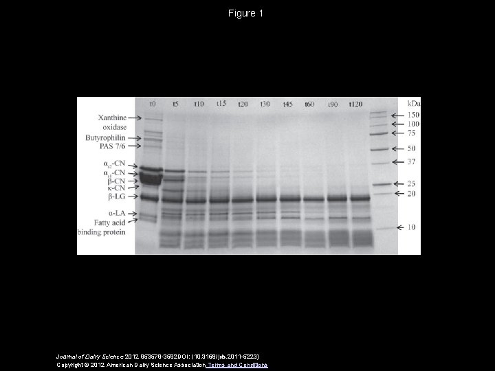Figure 1 Journal of Dairy Science 2012 953579 -3592 DOI: (10. 3168/jds. 2011 -5223)