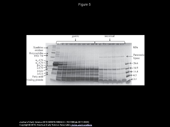 Figure 5 Journal of Dairy Science 2012 953579 -3592 DOI: (10. 3168/jds. 2011 -5223)