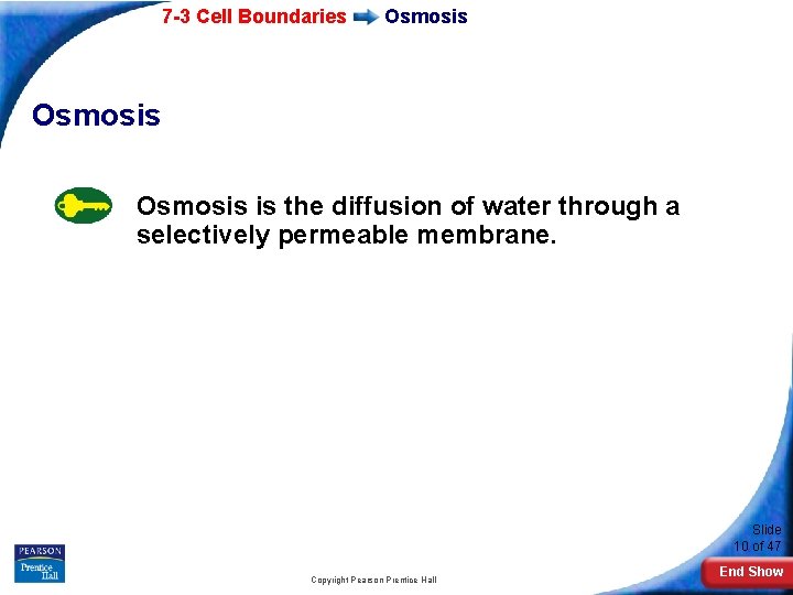 7 -3 Cell Boundaries Osmosis is the diffusion of water through a selectively permeable