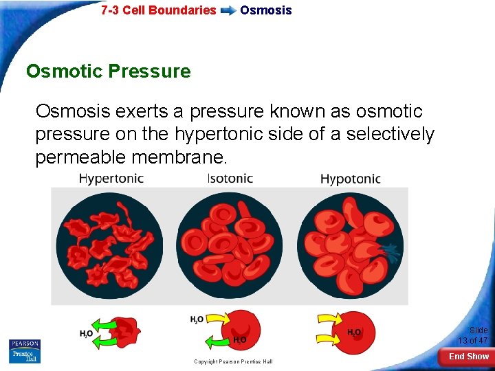 7 -3 Cell Boundaries Osmosis Osmotic Pressure Osmosis exerts a pressure known as osmotic