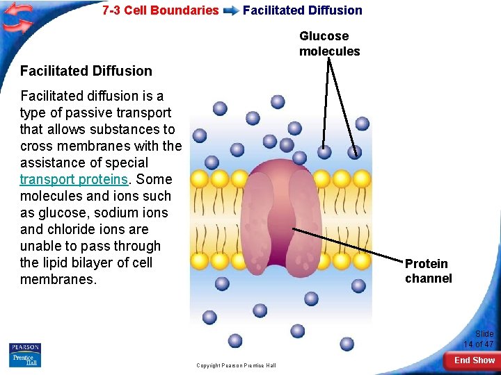 7 -3 Cell Boundaries Facilitated Diffusion Glucose molecules Facilitated Diffusion Facilitated diffusion is a