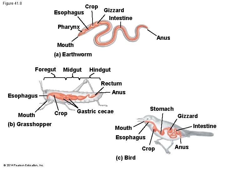 Figure 41. 8 Esophagus Crop Gizzard Intestine Pharynx Anus Mouth (a) Earthworm Foregut Midgut