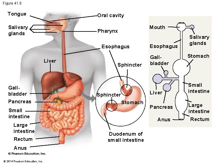 Figure 41. 9 Tongue Oral cavity Salivary glands Pharynx Mouth Esophagus Liver Gallbladder Pancreas