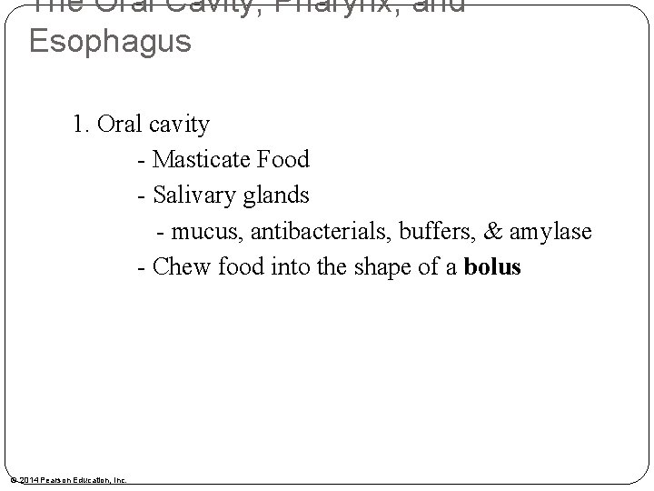 The Oral Cavity, Pharynx, and Esophagus 1. Oral cavity - Masticate Food - Salivary