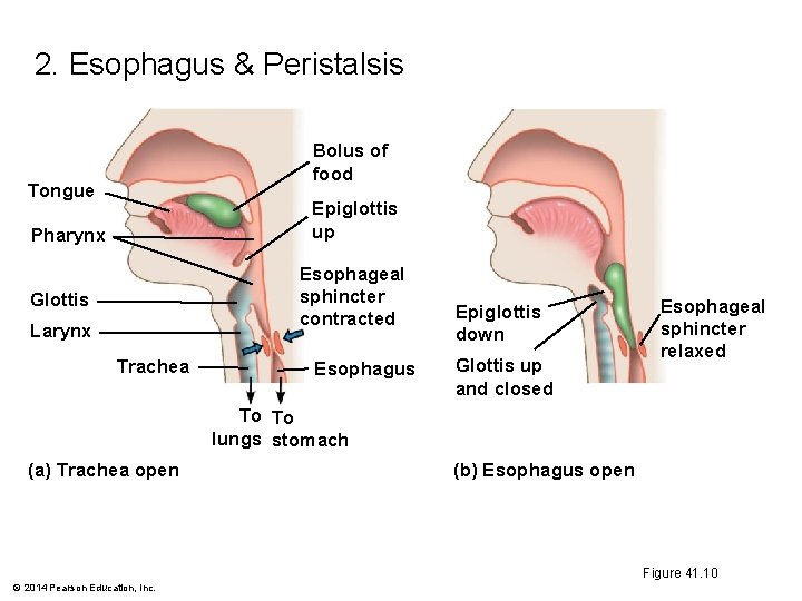 2. Esophagus & Peristalsis Bolus of food Tongue Epiglottis up Pharynx Esophageal sphincter contracted