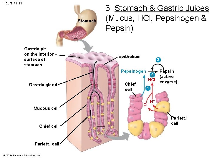 Figure 41. 11 Stomach Gastric pit on the interior surface of stomach 3. Stomach