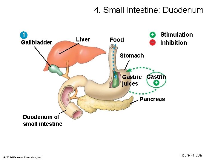 4. Small Intestine: Duodenum 1 Gallbladder Liver Stimulation Inhibition Food Stomach Gastric Gastrin juices