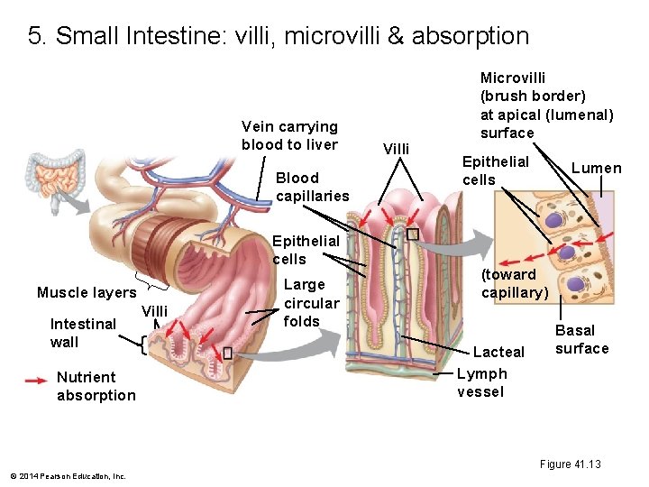 5. Small Intestine: villi, microvilli & absorption Vein carrying blood to liver Blood capillaries