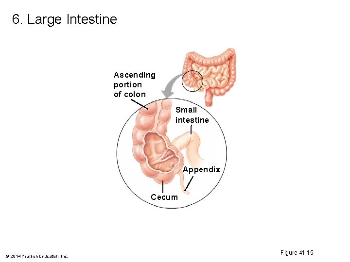 6. Large Intestine Ascending portion of colon Small intestine Appendix Cecum © 2014 Pearson