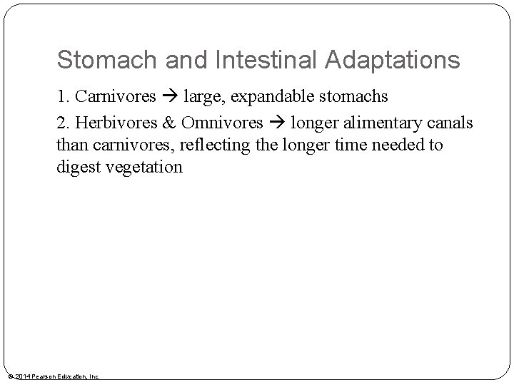 Stomach and Intestinal Adaptations 1. Carnivores large, expandable stomachs 2. Herbivores & Omnivores longer
