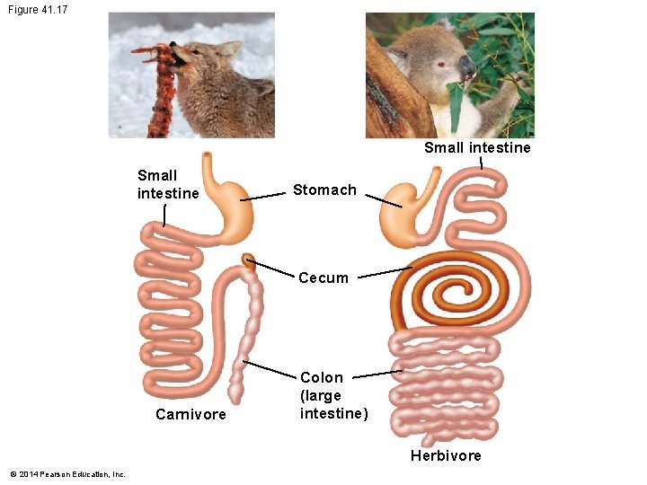 Figure 41. 17 Small intestine Stomach Cecum Carnivore Colon (large intestine) Herbivore © 2014