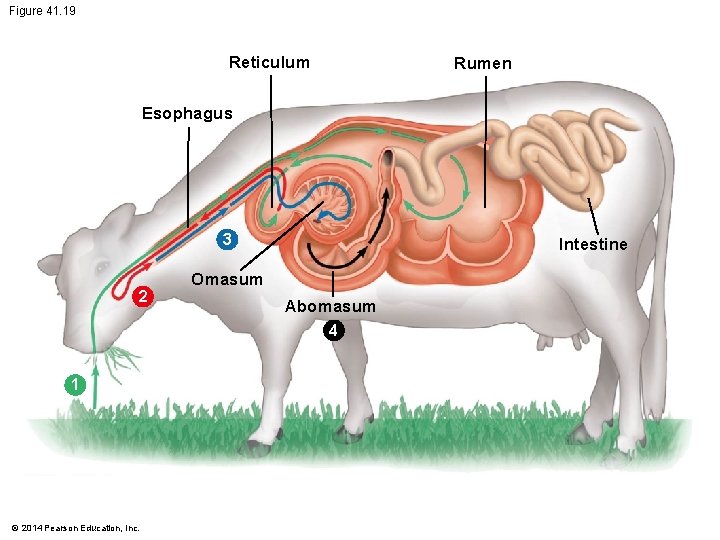 Figure 41. 19 Reticulum Rumen Esophagus 3 2 1 © 2014 Pearson Education, Inc.