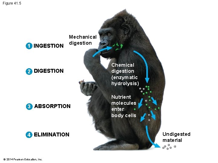 Figure 41. 5 1 INGESTION Mechanical digestion 2 DIGESTION 3 ABSORPTION 4 ELIMINATION ©