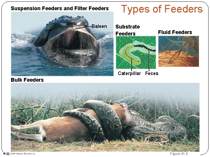 Animal Nutrition Ch 41 Lecture Objectives 1 Importance