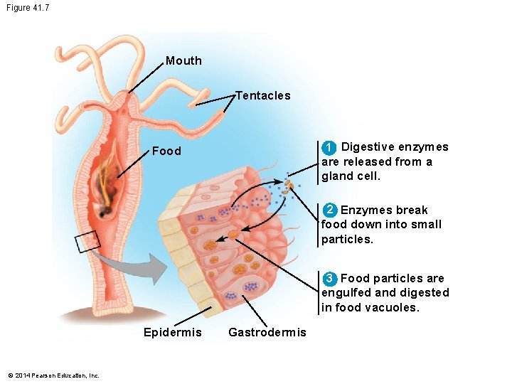Figure 41. 7 Mouth Tentacles 1 Digestive enzymes Food are released from a gland