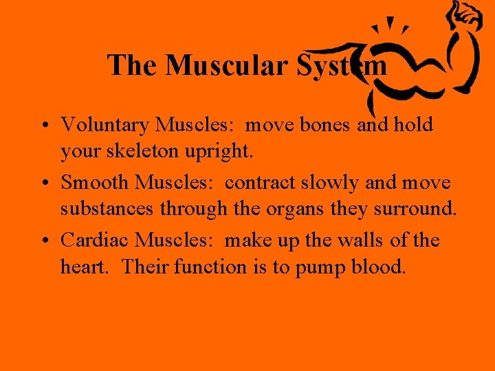 The Muscular System • Voluntary Muscles: move bones and hold your skeleton upright. •