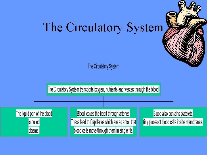 The Circulatory System 