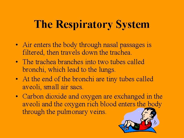 The Respiratory System • Air enters the body through nasal passages is filtered, then