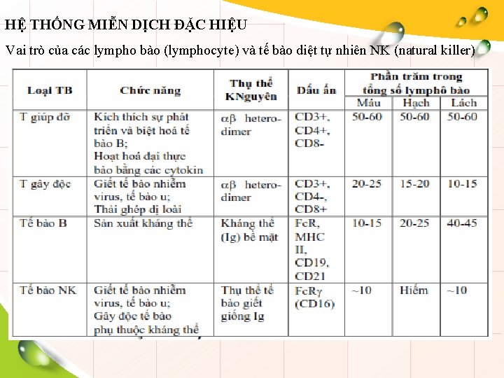 HỆ THỐNG MIỄN DỊCH ĐẶC HIỆU Vai trò của các lympho bào (lymphocyte) và