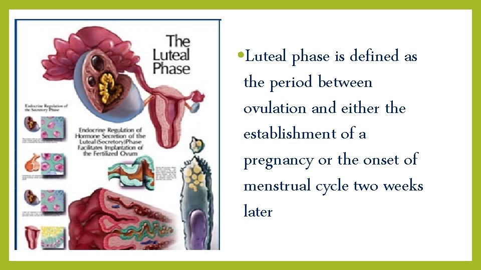  • Luteal phase is defined as the period between ovulation and either the
