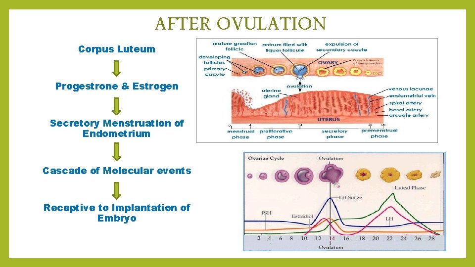 AFTER OVULATION Corpus Luteum Progestrone & Estrogen Secretory Menstruation of Endometrium Cascade of Molecular