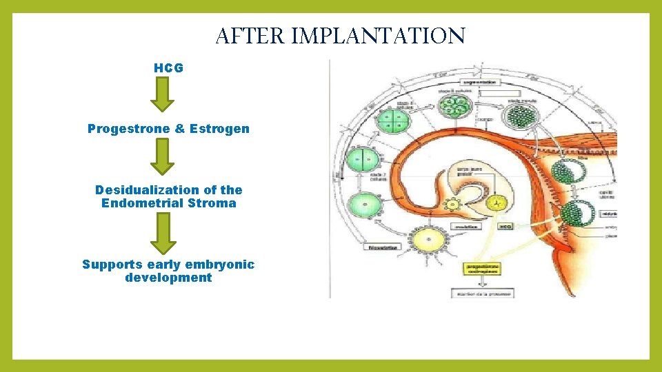 AFTER IMPLANTATION HCG Progestrone & Estrogen Desidualization of the Endometrial Stroma Supports early embryonic