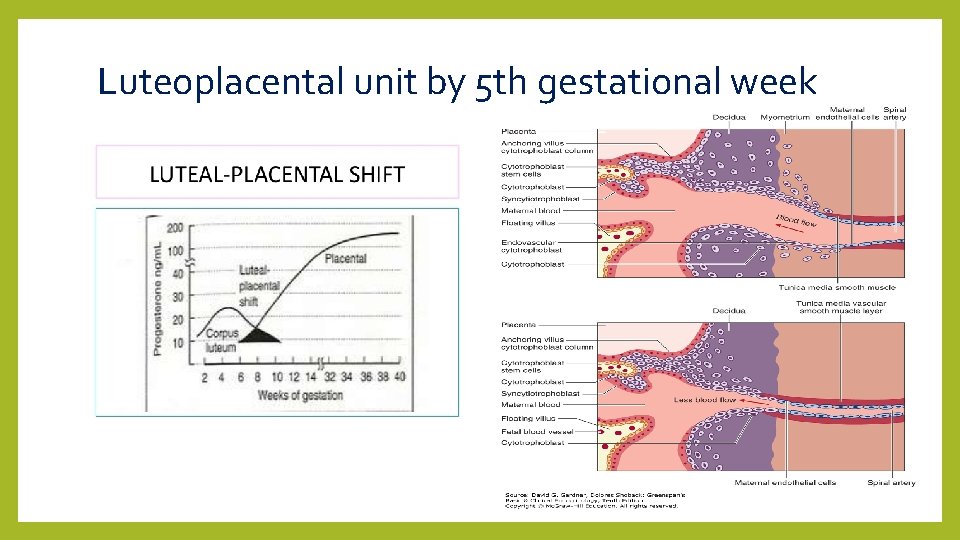 Luteoplacental unit by 5 th gestational week 