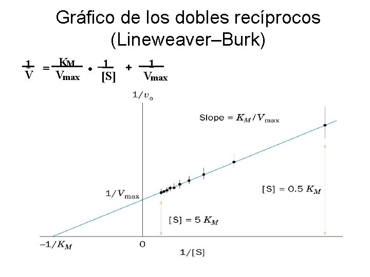 Gráfico de los dobles recíprocos (Lineweaver–Burk) 1 = KM • 1 + 1 Vmax