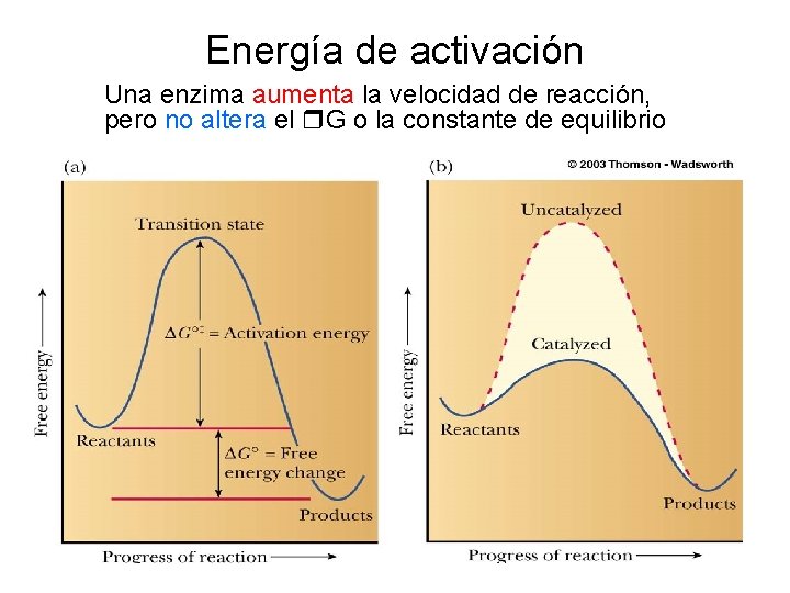 Energía de activación Una enzima aumenta la velocidad de reacción, pero no altera el