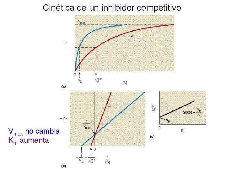 Cinética de un inhibidor competitivo Vmax no cambia Km aumenta 