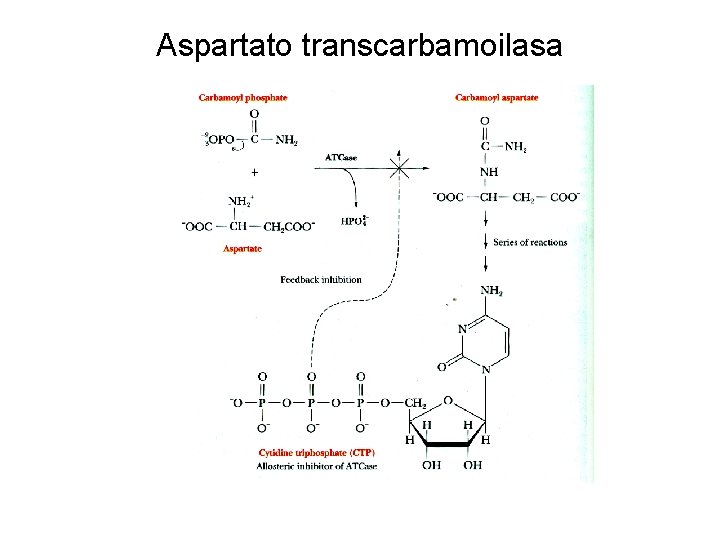 Aspartato transcarbamoilasa 