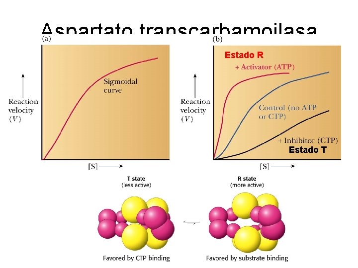 Aspartato transcarbamoilasa Estado R Estado T 