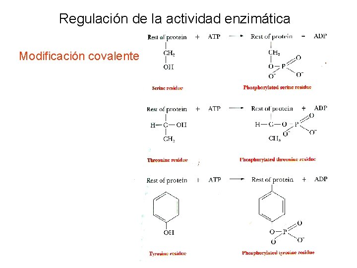 Regulación de la actividad enzimática Modificación covalente 