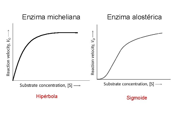 Enzima micheliana Hipérbola Enzima alostérica Sigmoide 