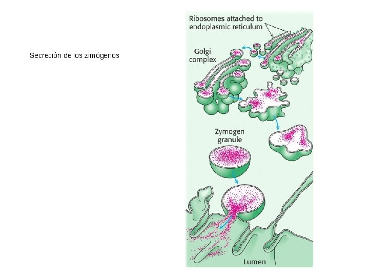 Secreción de los zimógenos 