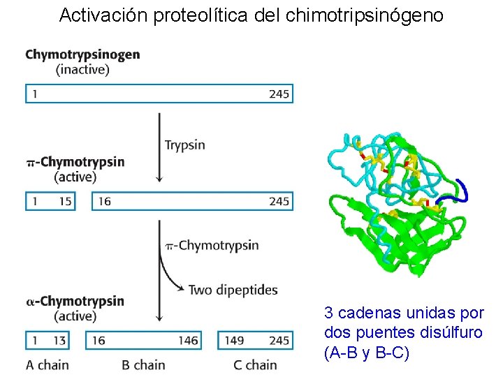 Activación proteolítica del chimotripsinógeno 3 cadenas unidas por dos puentes disúlfuro (A-B y B-C)