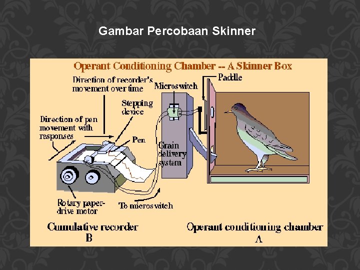 Gambar Percobaan Skinner 