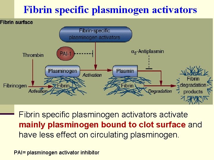 Fibrin specific plasminogen activators activate mainly plasminogen bound to clot surface and have less