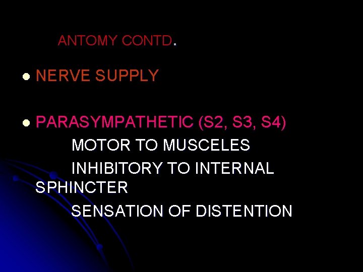 ANTOMY CONTD. l NERVE SUPPLY l PARASYMPATHETIC (S 2, S 3, S 4) MOTOR
