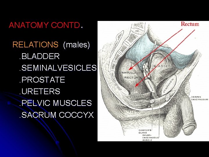 ANATOMY CONTD. RELATIONS (males). BLADDER. SEMINALVESICLES. PROSTATE. URETERS. PELVIC MUSCLES. SACRUM COCCYX 