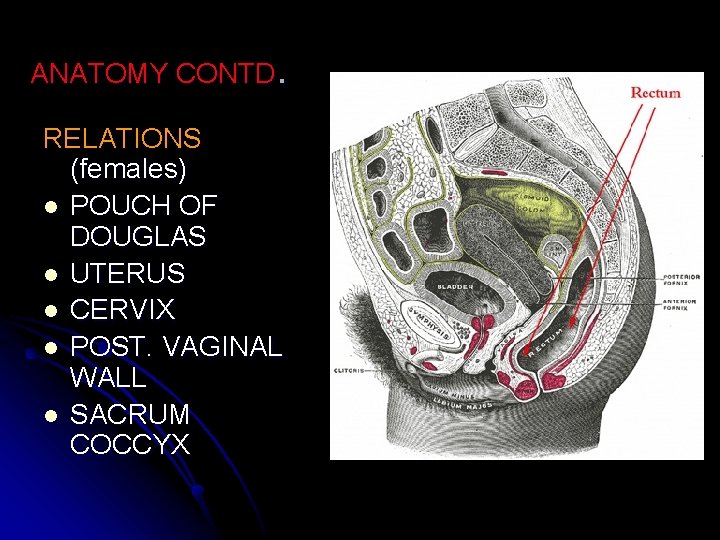 ANATOMY CONTD. RELATIONS (females) l POUCH OF DOUGLAS l UTERUS l CERVIX l POST.