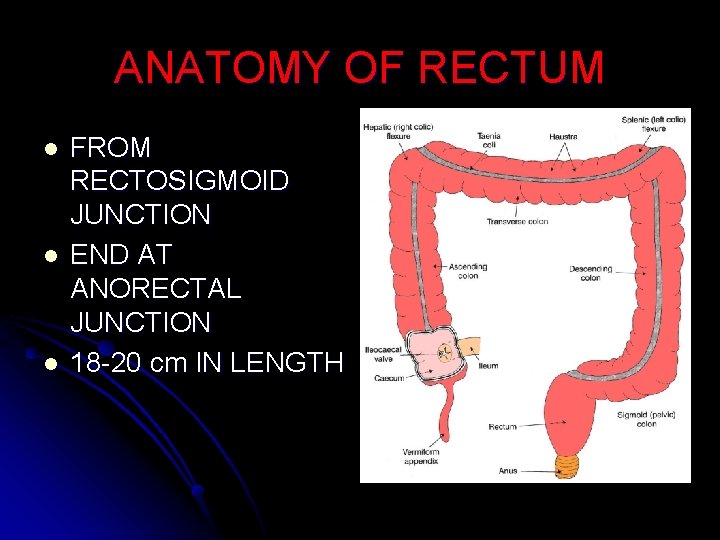 ANATOMY OF RECTUM l l l FROM RECTOSIGMOID JUNCTION END AT ANORECTAL JUNCTION 18