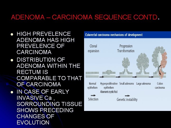 ADENOMA – CARCINOMA SEQUENCE CONTD. l l l HIGH PREVELENCE ADENOMA HAS HIGH PREVELENCE