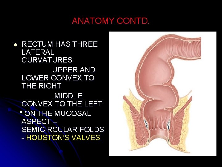 ANATOMY CONTD. l RECTUM HAS THREE LATERAL CURVATURES. UPPER AND LOWER CONVEX TO THE