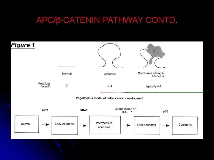 APC/β-CATENIN PATHWAY CONTD. 