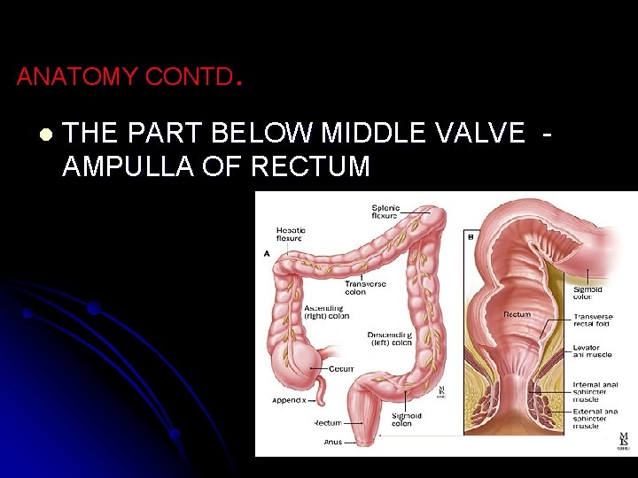 ANATOMY CONTD. l THE PART BELOW MIDDLE VALVE AMPULLA OF RECTUM 