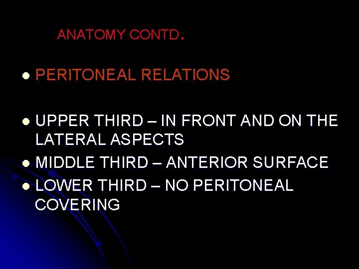 ANATOMY CONTD. l PERITONEAL RELATIONS UPPER THIRD – IN FRONT AND ON THE LATERAL