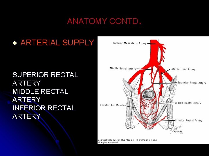 ANATOMY CONTD. l ARTERIAL SUPPLY SUPERIOR RECTAL ARTERY MIDDLE RECTAL ARTERY INFERIOR RECTAL ARTERY